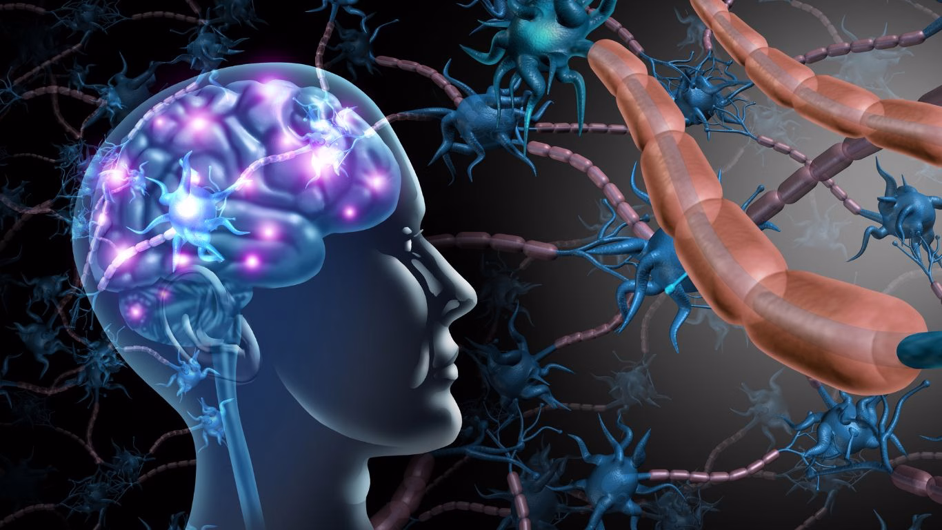 image of brain and nerves