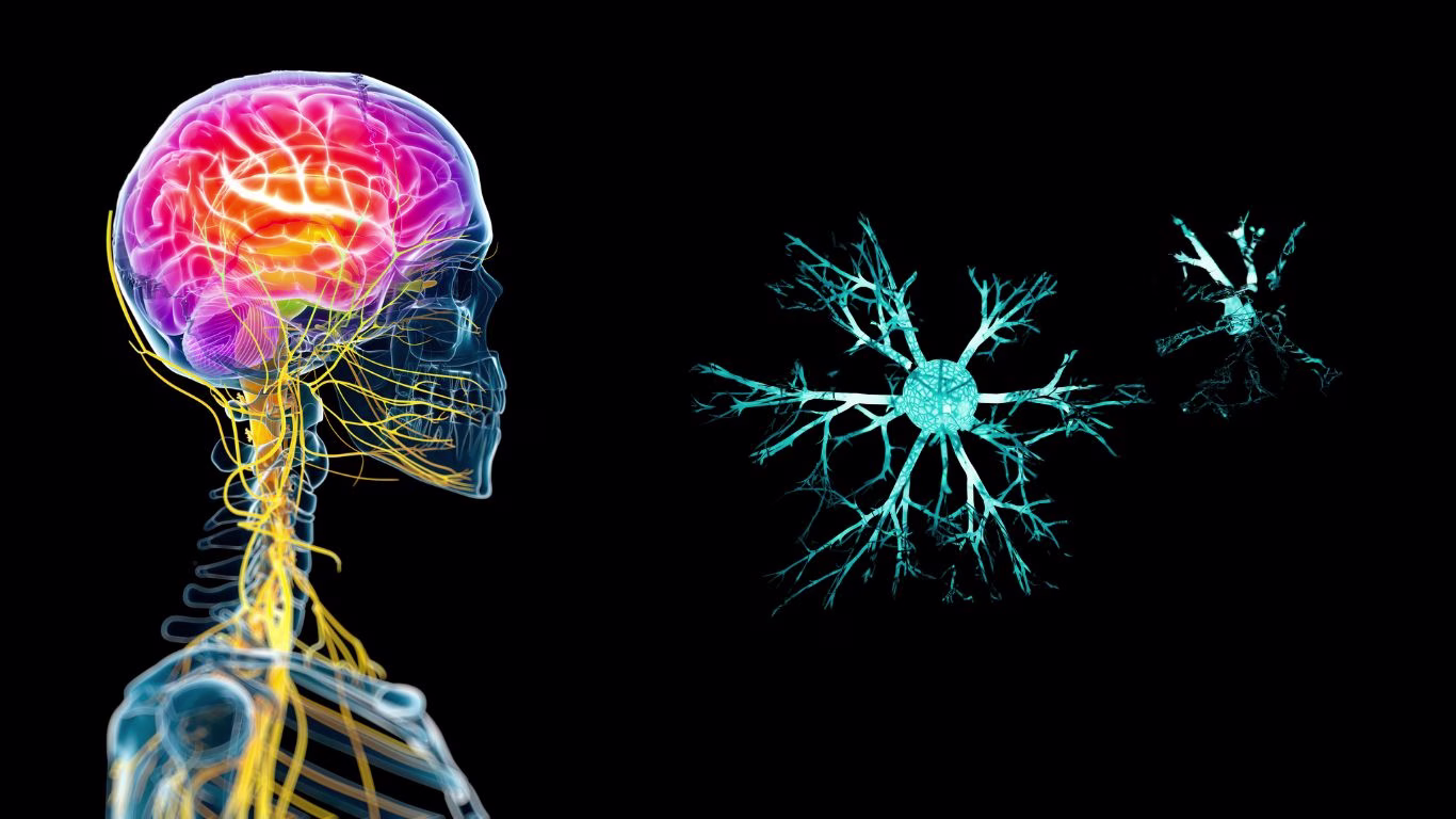 A stylised image of the nervous system and neurons